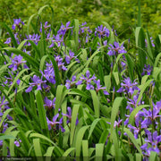 Iris, Versicolor Purple Flame #1
